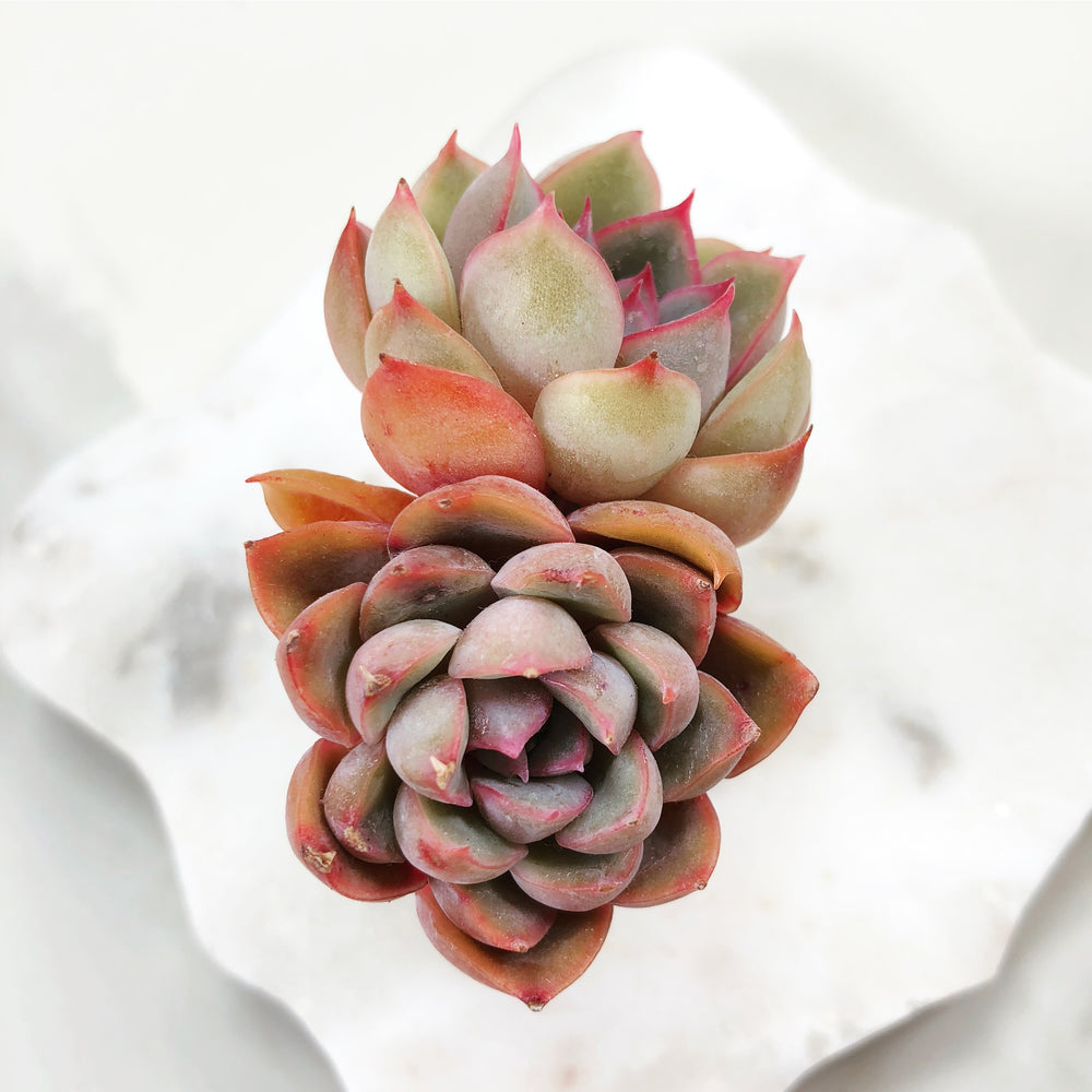 Echeveria Orion, (Double)