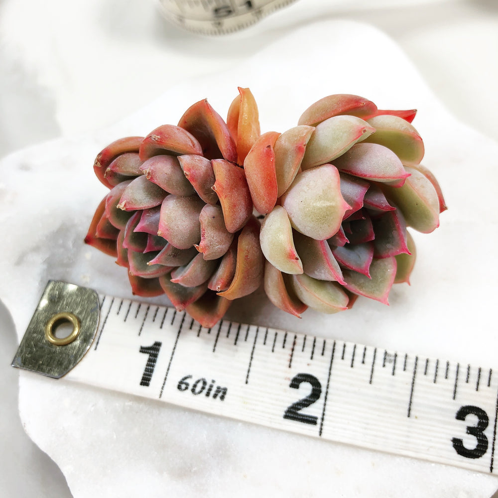 Echeveria Orion, (Double)