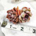 Echeveria Orion, (Double)