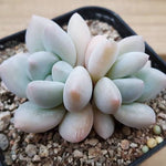 Echeveria Pachyphtum cv Frevel, (Random)