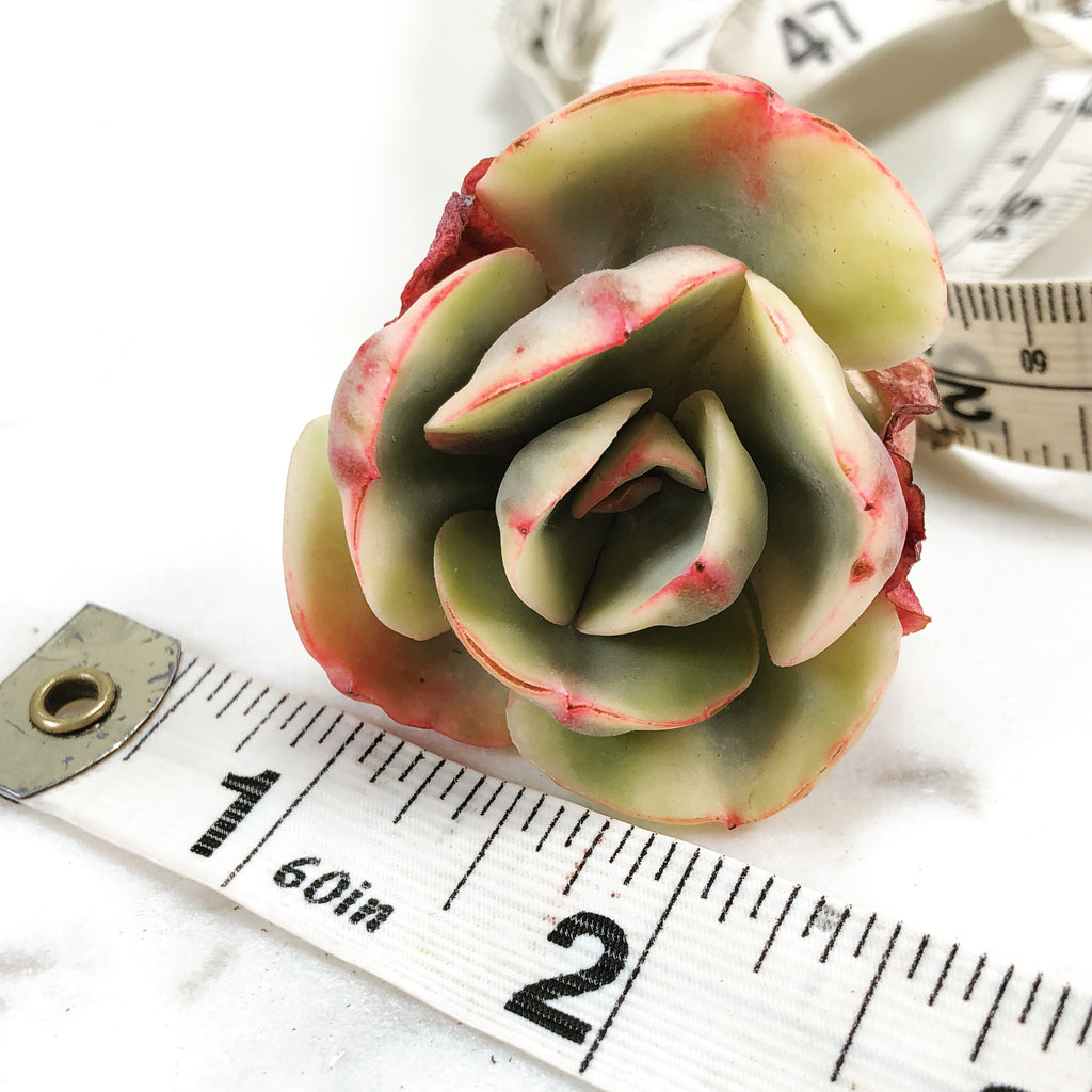 Echeveria 'Angpang' – Cedar Creek Farmhouse