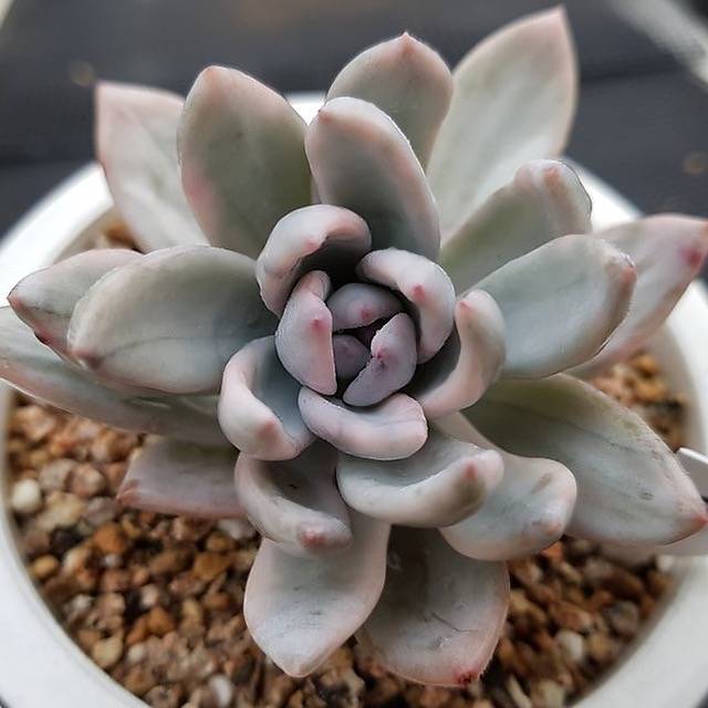 PRESALE Echeveria SIMONOASA, Variegata (Random)