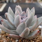 PRESALE Echeveria SIMONOASA, Variegata (Random)