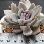 PRESALE Echeveria SIMONOASA, Variegata (Random)