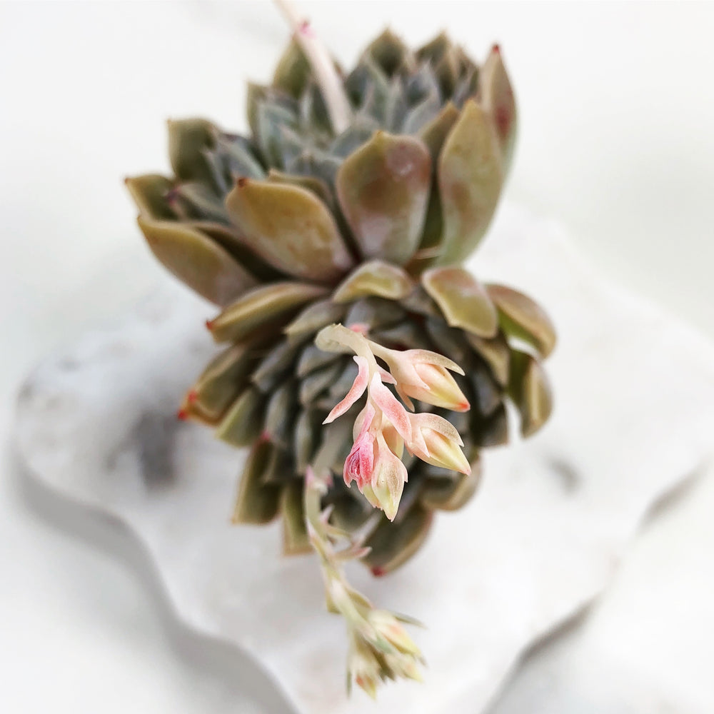 Echeveria 'Mary Bell' (Double)