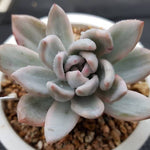 PRESALE Echeveria SIMONOASA, Variegata (Random)