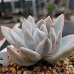 PRESALE Echeveria SIMONOASA, Variegata (Random)