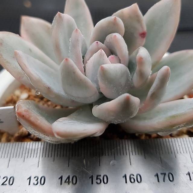 PRESALE Echeveria SIMONOASA, Variegata (Random)