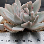 PRESALE Echeveria SIMONOASA, Variegata (Random)