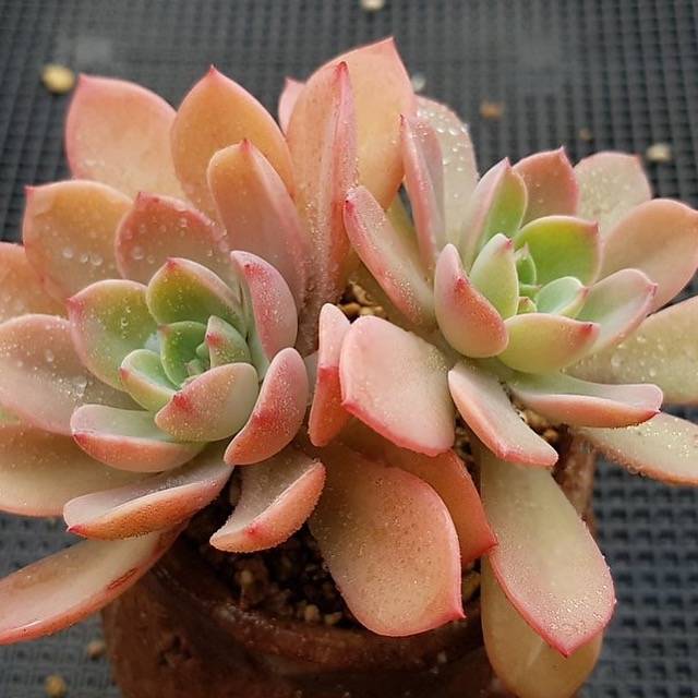 PRESALE Echeveria Tinkerbell, Doubles, (Random)