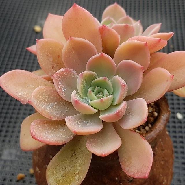 PRESALE Echeveria Tinkerbell, Doubles, (Random)