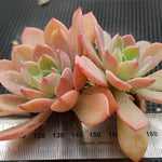 PRESALE Echeveria Tinkerbell, Doubles, (Random)