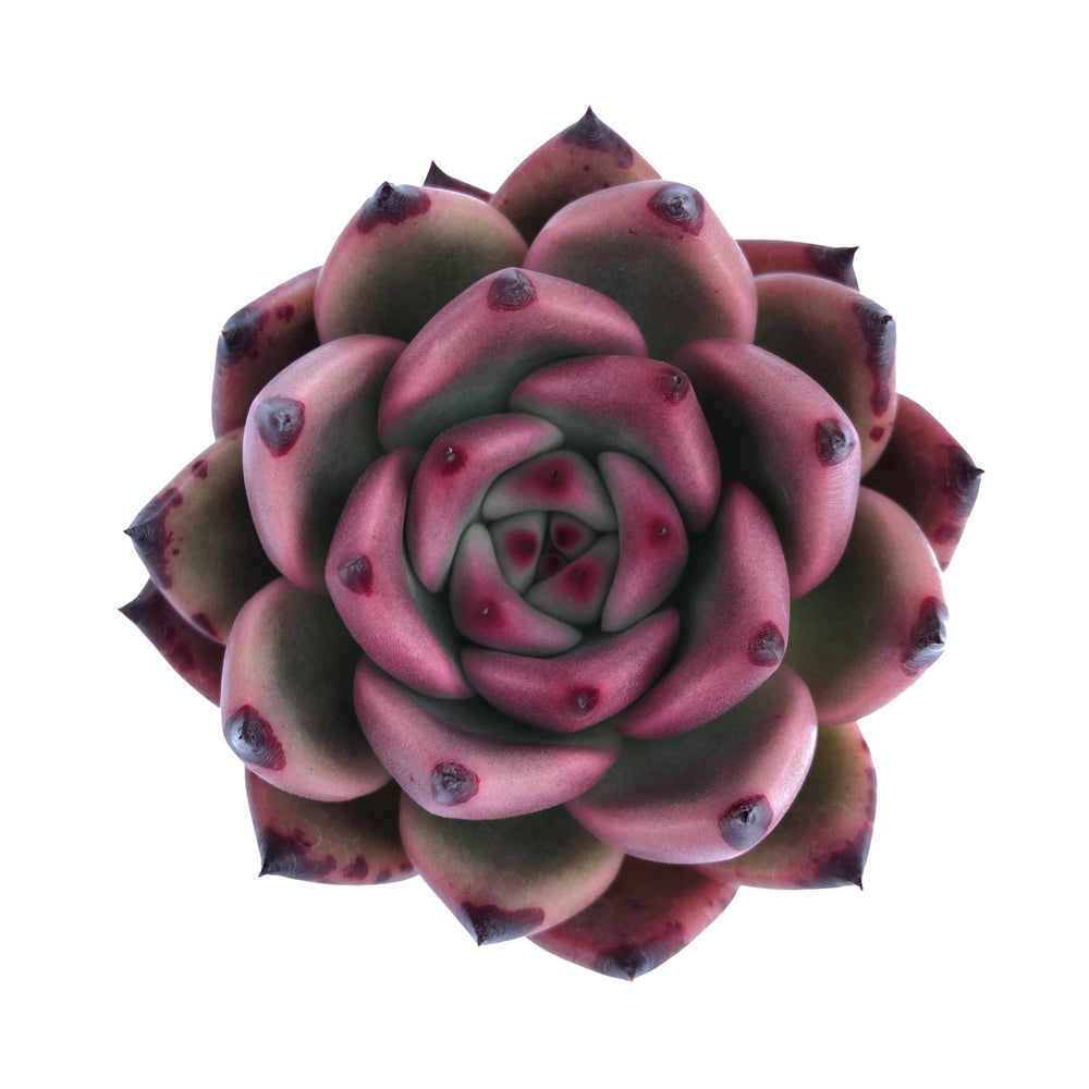 Echeveria Agavoides Honey Pink