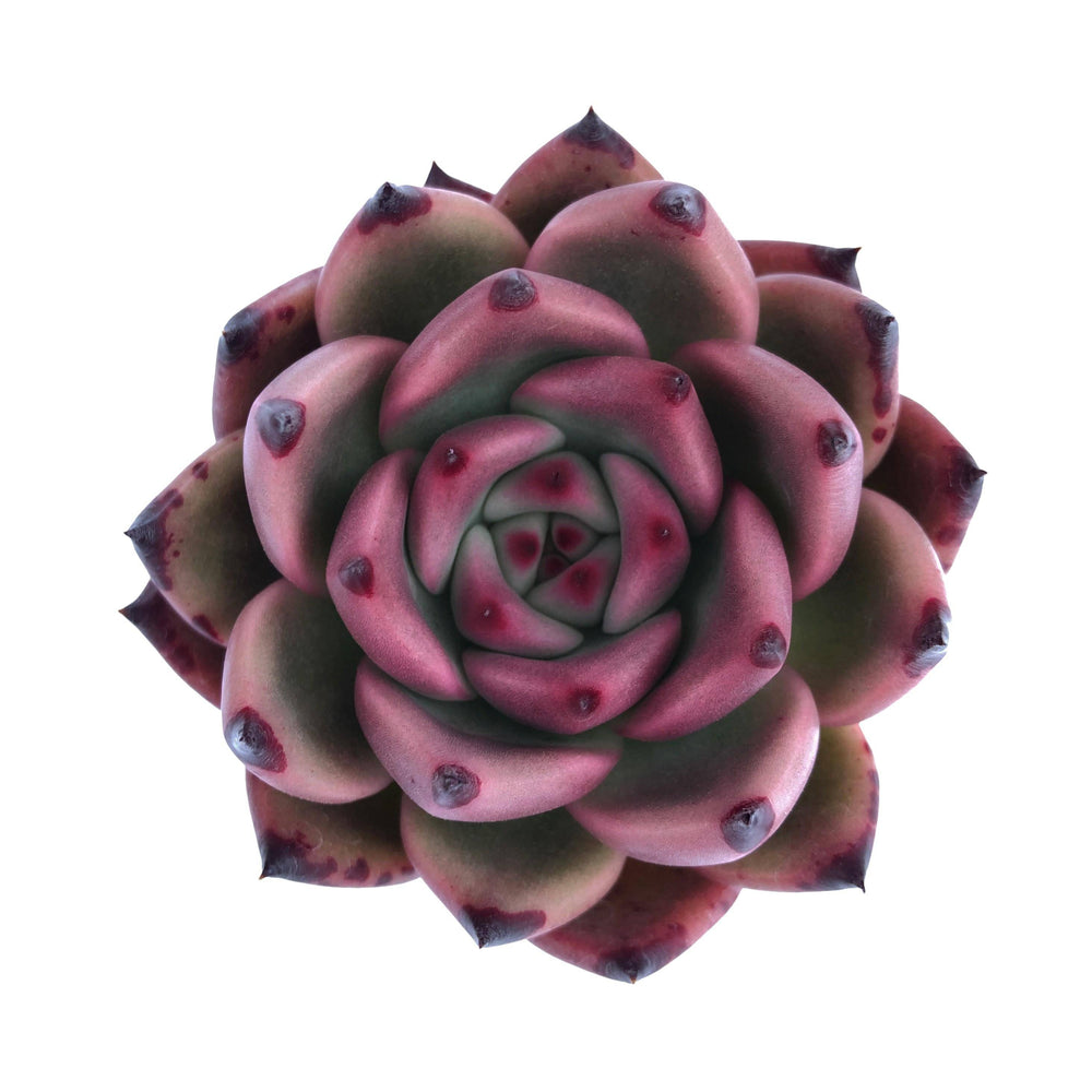 honey pink succulent Echeveria Agavoides Honey Pink