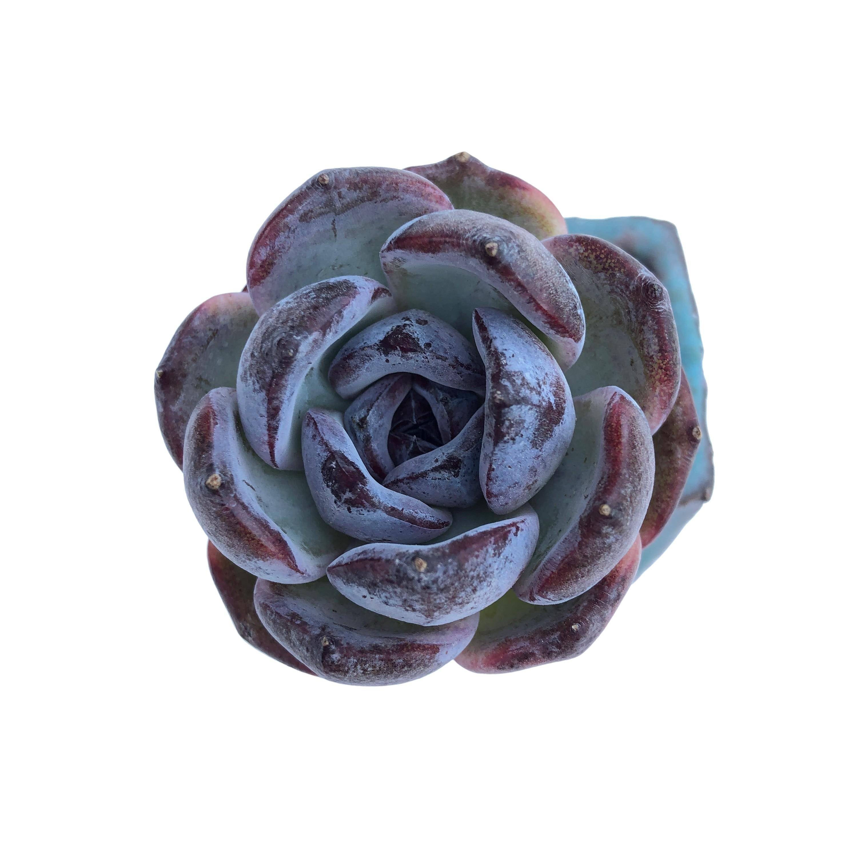 opal succulent plant Echeveria Dark Opal – Cedar Creek Farmhouse