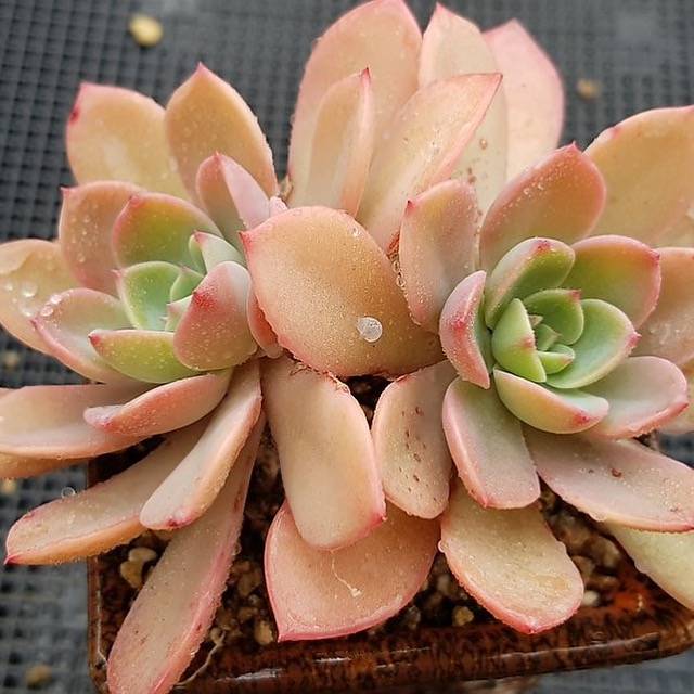 PRESALE Echeveria Tinkerbell, Doubles, (Random)