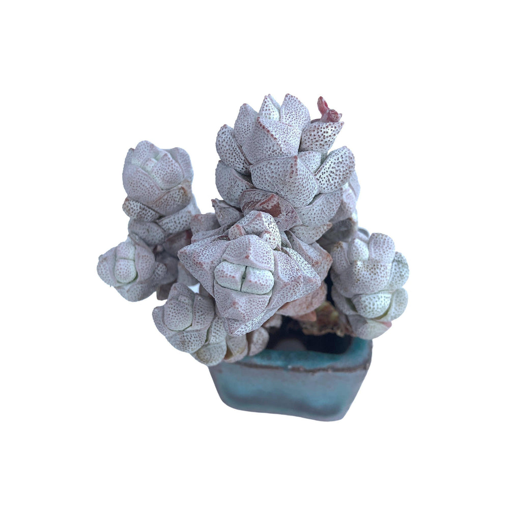 Crassula Deceptor, Cluster