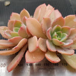 PRESALE Echeveria Tinkerbell, Doubles, (Random)