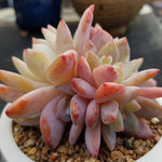 PRESALE Echeveria Potosina Cluster, (Not So Random)