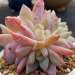 PRESALE Echeveria Potosina Cluster, (Not So Random)