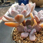 PRESALE Echeveria Juliet, (Random)