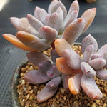 PRESALE Echeveria Juliet, (Random)