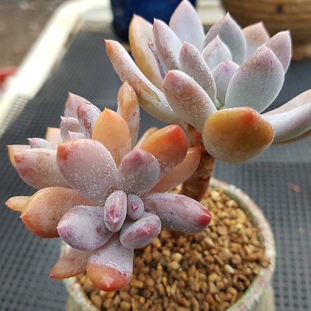 PRESALE Echeveria Juliet, (Random)