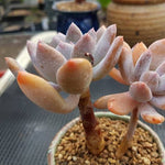 PRESALE Echeveria Juliet, (Random)