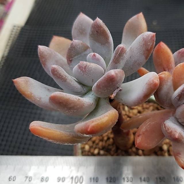 PRESALE Echeveria Juliet, (Random)