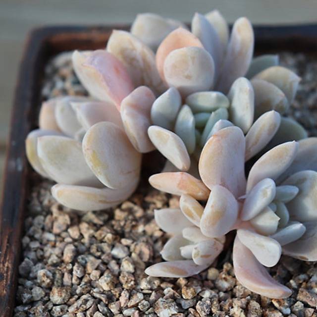 PRESALE Echeveria Exotic Clusters, (Random)