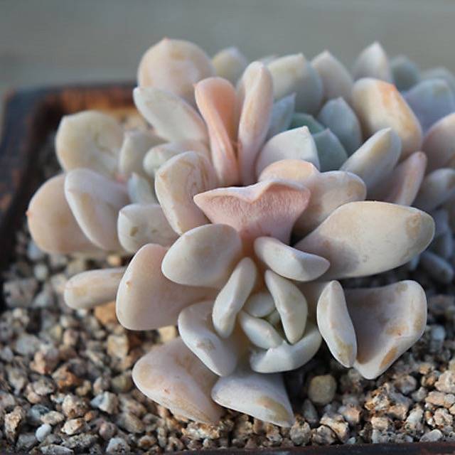 PRESALE Echeveria Exotic Clusters, (Random)