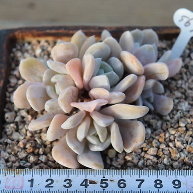 PRESALE Echeveria Exotic Clusters, (Random)