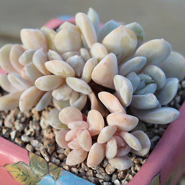 PRESALE Echeveria Exotic Clusters, (Random)