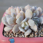 PRESALE Echeveria Exotic Clusters, (Random)