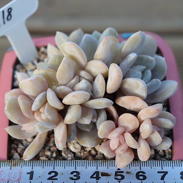 PRESALE Echeveria Exotic Clusters, (Random)