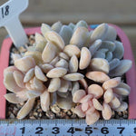 PRESALE Echeveria Exotic Clusters, (Random)