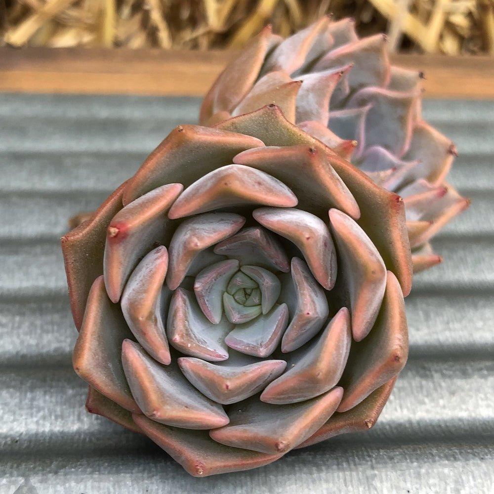 PRESALE Echeveria Glow, Triple (Not so Random)