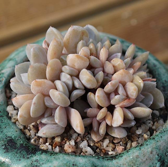 PRESALE Echeveria Exotic Clusters, (Random)