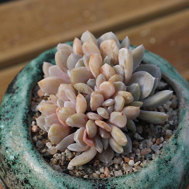 PRESALE Echeveria Exotic Clusters, (Random)