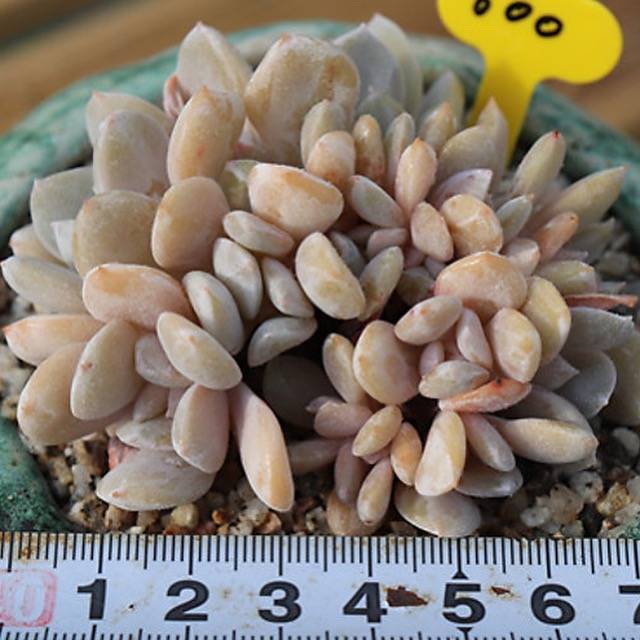 PRESALE Echeveria Exotic Clusters, (Random)