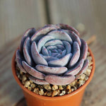 PRESALE Echeveria 'Erina' Hybrid, (Random)