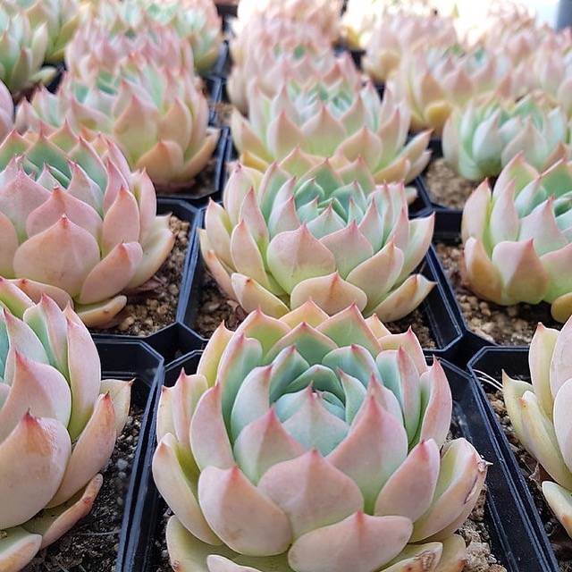 RESTOCKED PRESALE Echeveria Francesco Baldi, (Random)