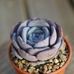 PRESALE Echeveria 'Erina' Hybrid, (Random)