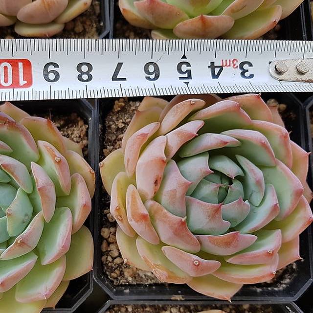 RESTOCKED PRESALE Echeveria Francesco Baldi, (Random)