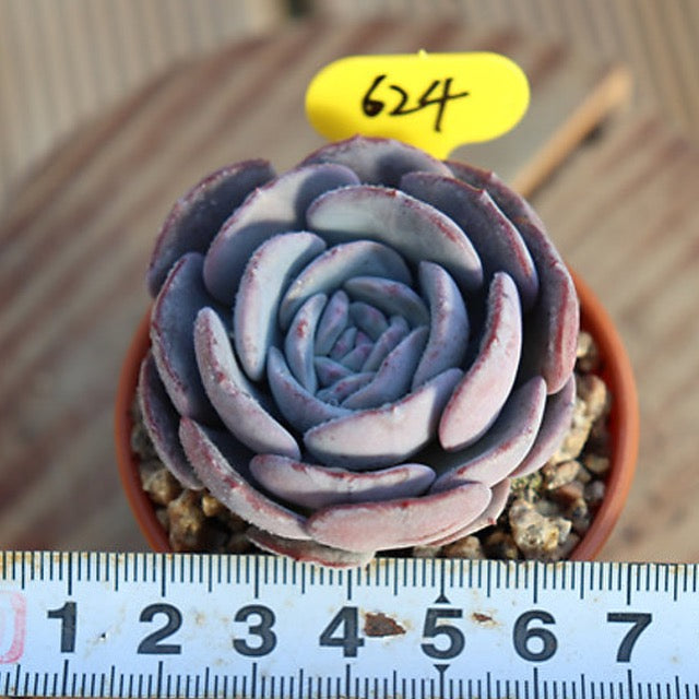 PRESALE Echeveria 'Erina' Hybrid, (Random)