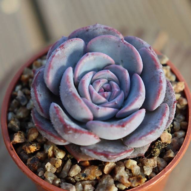 PRESALE Echeveria 'Erina' Hybrid, (Random)