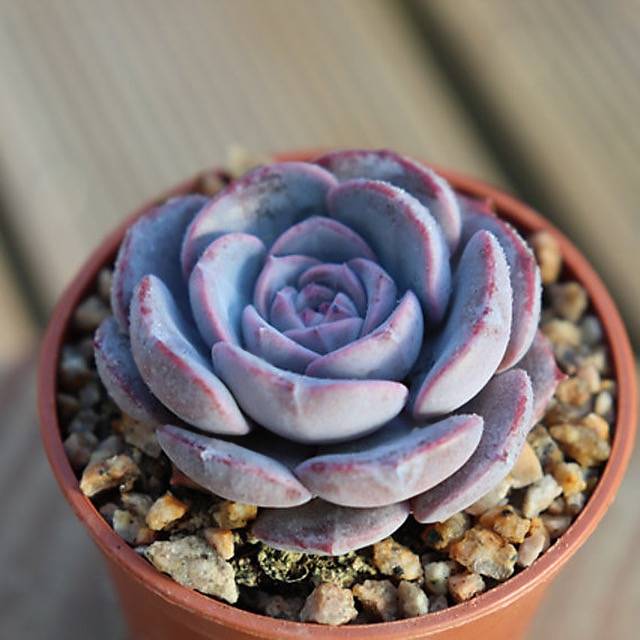 PRESALE Echeveria 'Erina' Hybrid, (Random)