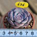 PRESALE Echeveria 'Erina' Hybrid, (Random)