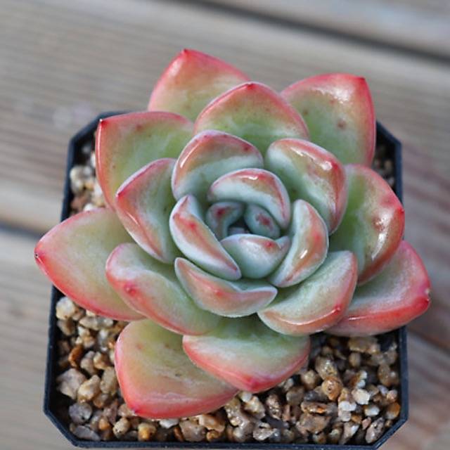 PRESALE Echeveria Amabil, (Random)