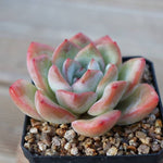 PRESALE Echeveria Amabil, (Random)